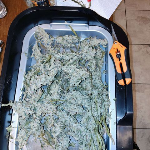 Wedding Cake Automatic growlog photo:  The dry weight for the flower is 52.8 grams 4 grams shy of 2 oz. Including the trimmings it's a total of 66.9 grams