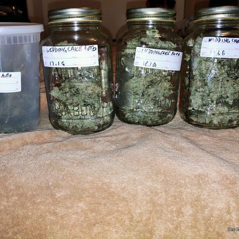 Wedding Cake Automatic growlog photo:  The dry weight for the flower is 52.8 grams 4 grams shy of 2 oz. Including the trimmings it's a total of 66.9 grams