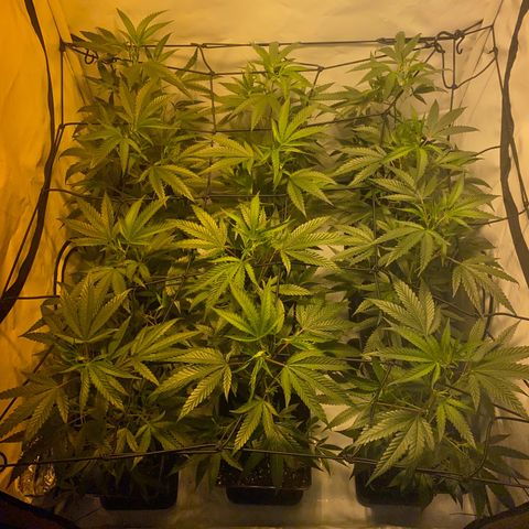 Peyote Critical growlog timeline photo
