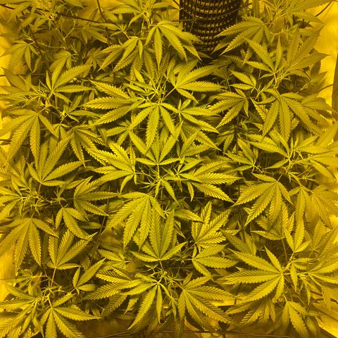 Peyote Critical growlog photo: Vor dem Giesen und schneiden