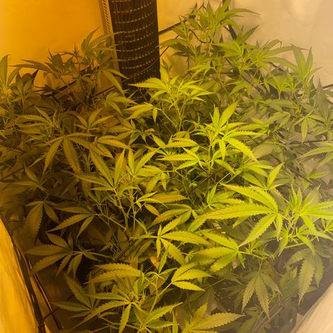 Peyote Critical growlog photo: Alle weiblich keine Zwitter gefunden Blüte Woche 1 fast vorbei