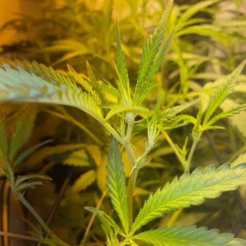 Peyote Critical growlog photo: Alle weiblich keine Zwitter gefunden Blüte Woche 1 fast vorbei