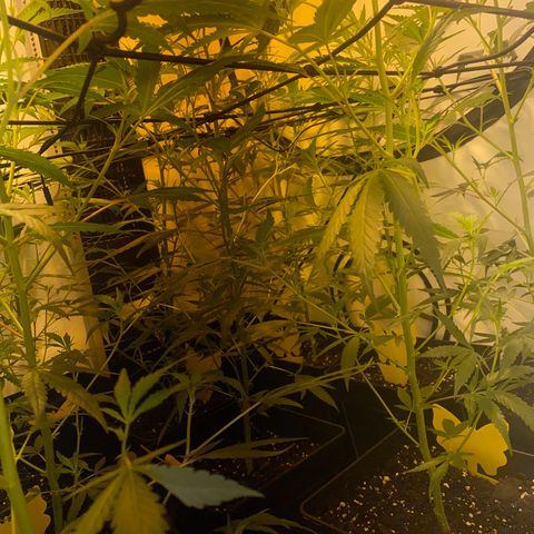 Peyote Critical growlog photo: Alle weiblich keine Zwitter gefunden Blüte Woche 1 fast vorbei