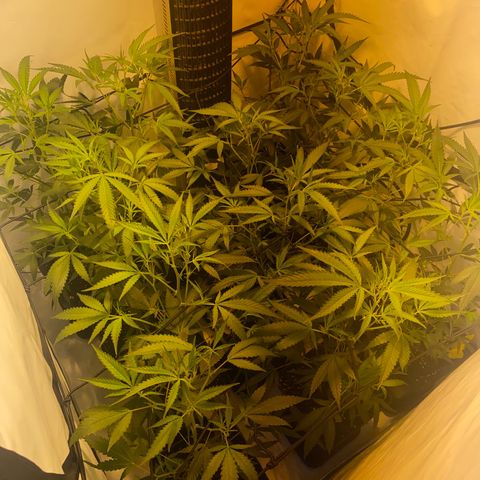 Peyote Critical growlog photo: Alle weiblich keine Zwitter gefunden Blüte Woche 1 fast vorbei