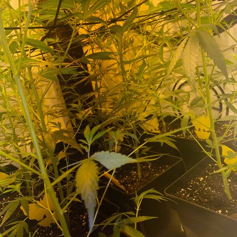 Peyote Critical growlog photo: Alle weiblich keine Zwitter gefunden Blüte Woche 1 fast vorbei