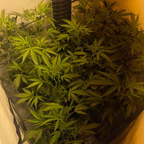 Peyote Critical growlog photo: Alle weiblich keine Zwitter gefunden Blüte Woche 1 fast vorbei