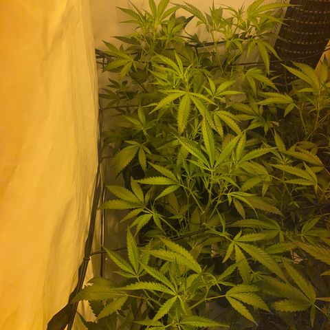 Peyote Critical growlog photo: Alle weiblich keine Zwitter gefunden Blüte Woche 1 fast vorbei