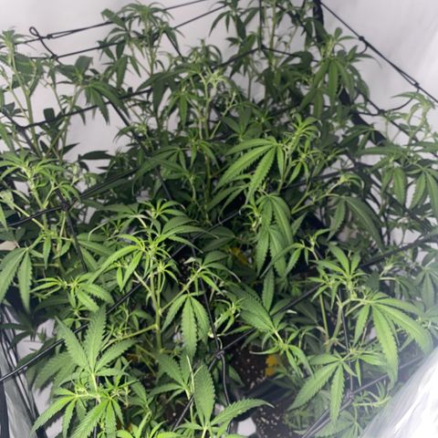 Peyote Critical growlog photo: Nach dem endlauben☺️