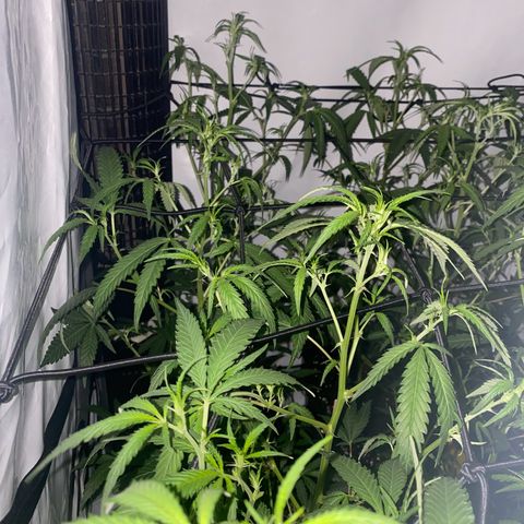 Peyote Critical growlog photo: Nach dem endlauben☺️