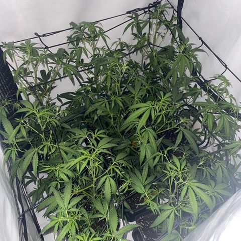Peyote Critical growlog photo: Nach dem endlauben☺️