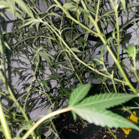 Peyote Critical growlog photo: Nach dem endlauben☺️