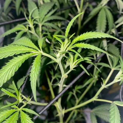 Peyote Critical growlog photo: Nach dem endlauben☺️