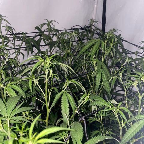 Peyote Critical growlog photo: Nach dem endlauben☺️