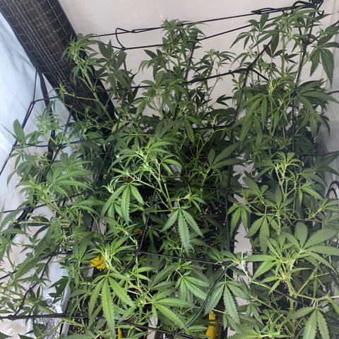 Peyote Critical growlog photo: Nach dem endlauben☺️