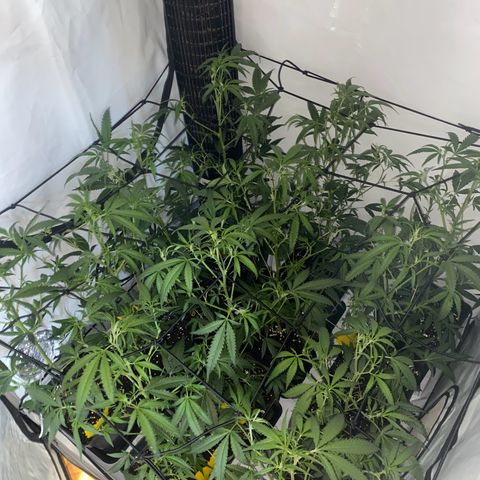Peyote Critical growlog photo: Nach dem endlauben☺️