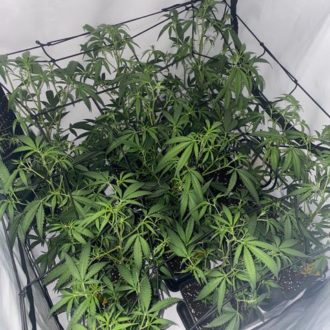 Peyote Critical growlog photo: Nach dem endlauben☺️