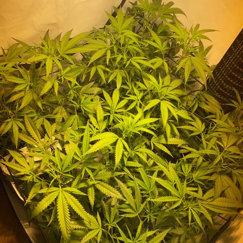 Peyote Critical growlog photo: Nach dem Giesen und begutachten😁
