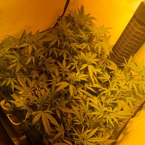Peyote Critical growlog photo: Nach dem Giesen und begutachten😁