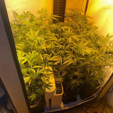 Peyote Critical growlog photo: Nach dem Giesen und begutachten😁