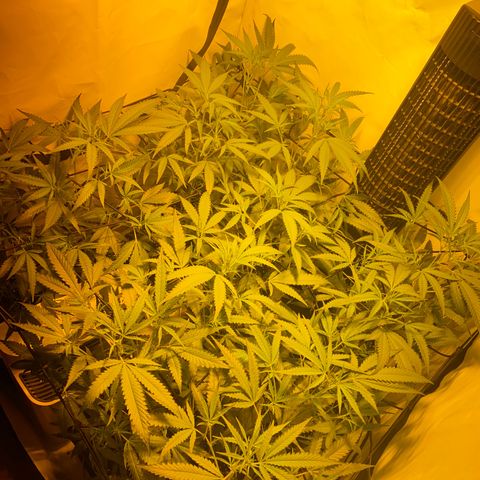 Peyote Critical growlog photo: Nach dem Giesen und begutachten😁