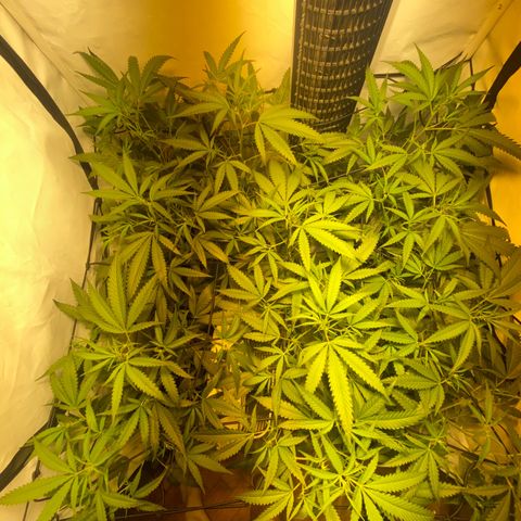 Peyote Critical growlog photo: Nach dem Giesen und begutachten😁