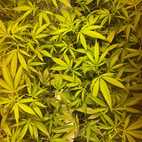 Peyote Critical growlog photo: Nach dem Giesen und begutachten😁