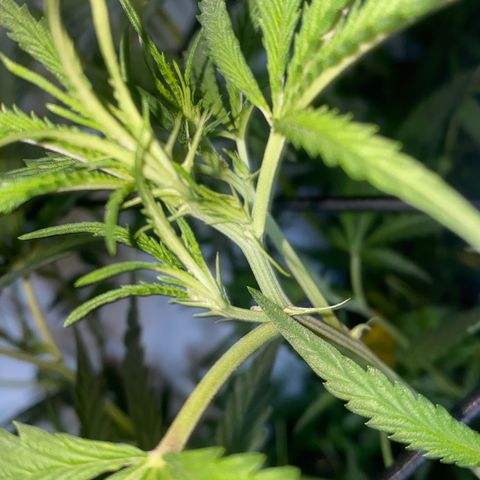 Peyote Critical growlog photo: Schaut alles super aus das entlauben ist auch Problemlos über die Bühne gegangen