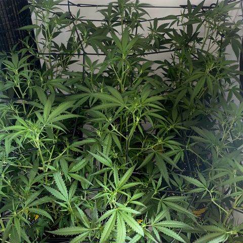 Peyote Critical growlog photo: Schaut alles super aus das entlauben ist auch Problemlos über die Bühne gegangen