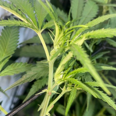 Peyote Critical growlog photo: Schaut alles super aus das entlauben ist auch Problemlos über die Bühne gegangen