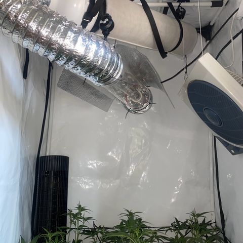 Peyote Critical growlog photo: Schaut alles super aus das entlauben ist auch Problemlos über die Bühne gegangen