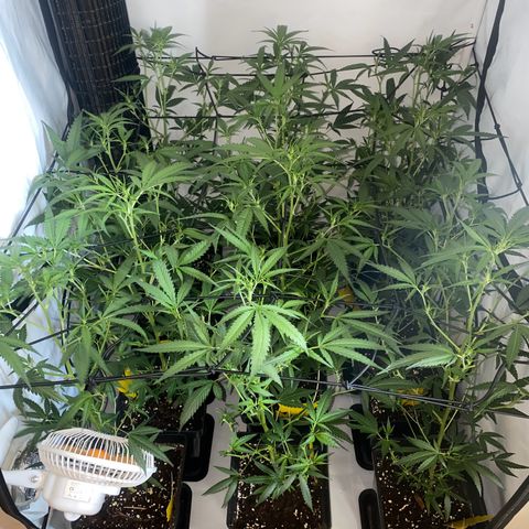 Peyote Critical growlog timeline photo