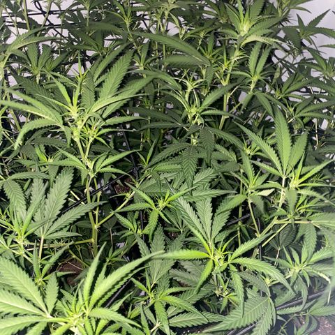 Peyote Critical growlog photo: Blüten Kelche sind jetzt auch schon langsam zu erkennen, denanstand von der Pflanzen spitze bis zur Lampe sind es ca 50cm muss wahrscheinlich das Zelt drinnen umbauen um die Lampe im weiteren Verlauf noch höher stellen zu können.