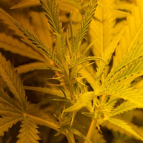 Peyote Critical growlog photo: Blüten Kelche sind jetzt auch schon langsam zu erkennen, denanstand von der Pflanzen spitze bis zur Lampe sind es ca 50cm muss wahrscheinlich das Zelt drinnen umbauen um die Lampe im weiteren Verlauf noch höher stellen zu können.
