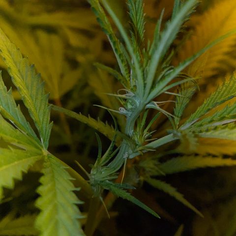 Peyote Critical growlog photo: Blüten Kelche sind jetzt auch schon langsam zu erkennen, denanstand von der Pflanzen spitze bis zur Lampe sind es ca 50cm muss wahrscheinlich das Zelt drinnen umbauen um die Lampe im weiteren Verlauf noch höher stellen zu können.