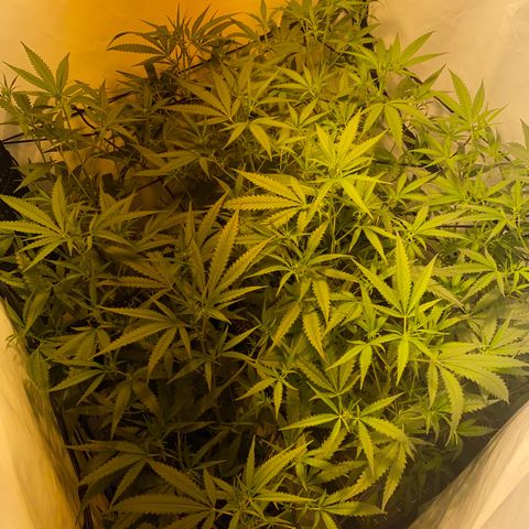 Peyote Critical growlog photo: Blüten Kelche sind jetzt auch schon langsam zu erkennen, denanstand von der Pflanzen spitze bis zur Lampe sind es ca 50cm muss wahrscheinlich das Zelt drinnen umbauen um die Lampe im weiteren Verlauf noch höher stellen zu können.