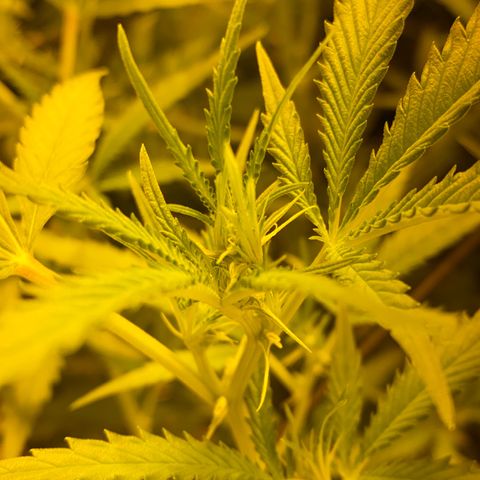 Peyote Critical growlog photo: Blüten Kelche sind jetzt auch schon langsam zu erkennen, denanstand von der Pflanzen spitze bis zur Lampe sind es ca 50cm muss wahrscheinlich das Zelt drinnen umbauen um die Lampe im weiteren Verlauf noch höher stellen zu können.