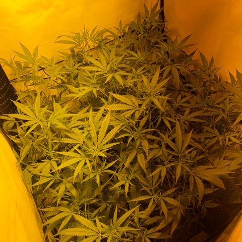Peyote Critical growlog photo: Blüten Kelche sind jetzt auch schon langsam zu erkennen, denanstand von der Pflanzen spitze bis zur Lampe sind es ca 50cm muss wahrscheinlich das Zelt drinnen umbauen um die Lampe im weiteren Verlauf noch höher stellen zu können.