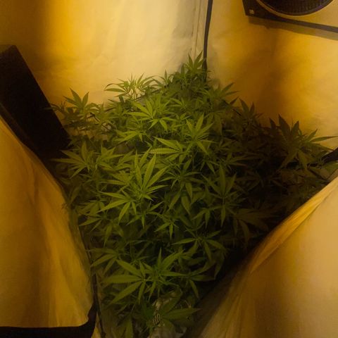 Peyote Critical growlog photo: Blüten Kelche sind jetzt auch schon langsam zu erkennen, denanstand von der Pflanzen spitze bis zur Lampe sind es ca 50cm muss wahrscheinlich das Zelt drinnen umbauen um die Lampe im weiteren Verlauf noch höher stellen zu können.
