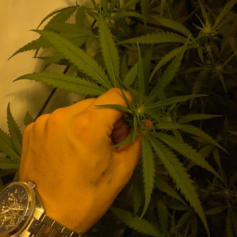 Peyote Critical growlog photo: Blüten Kelche zeitlich zu erkennen Aktuell BW 2 BT 13