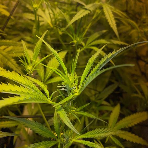 Peyote Critical growlog photo: Blüten Kelche zeitlich zu erkennen Aktuell BW 2 BT 13