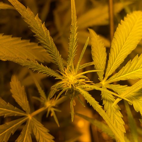 Peyote Critical growlog photo: Blüten Kelche zeitlich zu erkennen Aktuell BW 2 BT 13