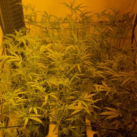 Peyote Critical growlog photo: Blüten Kelche zeitlich zu erkennen Aktuell BW 2 BT 13
