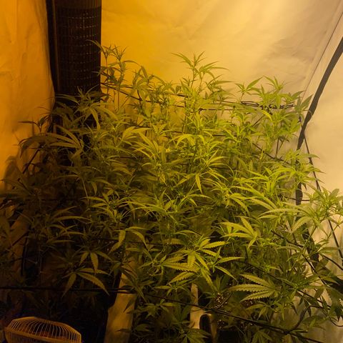 Peyote Critical growlog photo: Blüten Kelche zeitlich zu erkennen Aktuell BW 2 BT 13