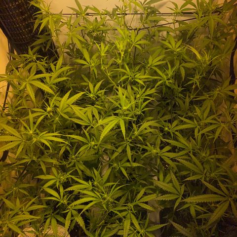 Peyote Critical growlog photo: Blüten Kelche zeitlich zu erkennen Aktuell BW 2 BT 13