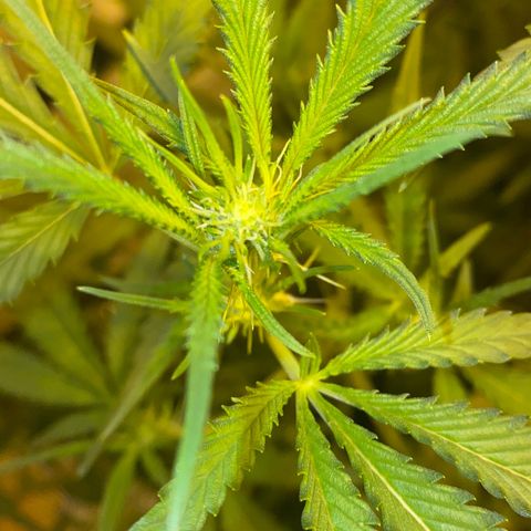 Peyote Critical growlog photo: Blüten Kelche zeitlich zu erkennen Aktuell BW 2 BT 13