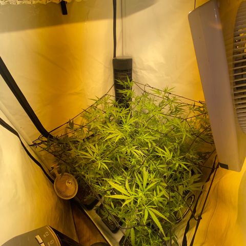 Peyote Critical growlog photo: Blüten schwellen langsam an und wachsen mit in der Höhe🙂‍↔️