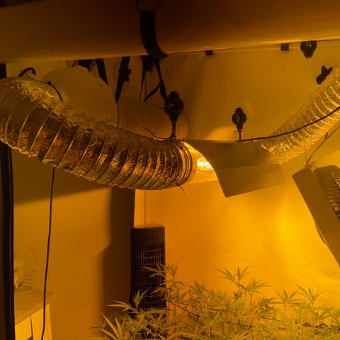 Peyote Critical growlog photo: Blüten schwellen langsam an und wachsen mit in der Höhe🙂‍↔️