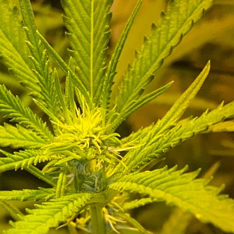 Peyote Critical growlog photo: Blüten schwellen langsam an und wachsen mit in der Höhe🙂‍↔️
