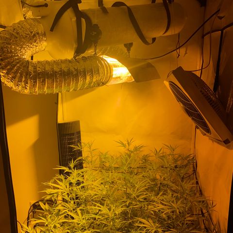 Peyote Critical growlog photo: Blüten schwellen langsam an und wachsen mit in der Höhe🙂‍↔️