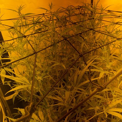Peyote Critical growlog photo: Blüten schwellen langsam an und wachsen mit in der Höhe🙂‍↔️
